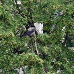Krähe im Baum gegenüber