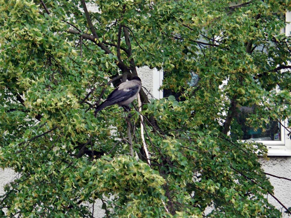 Krähe im Baum gegenüber