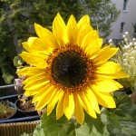 Sonnenblume auf meinem Balkon