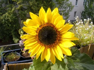 Sonnenblume auf meinem Balkon