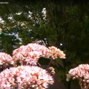 Flugverkehr auf Balkonien