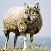 Wolf im Schafspelz